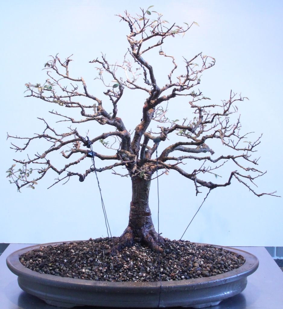 Chinese Elm Broom Bonsai Nut